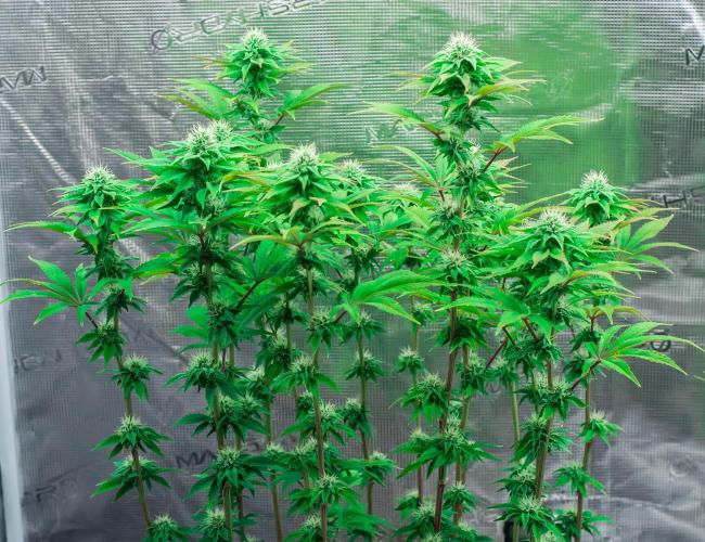 Black Cherry Gushers. Week 9