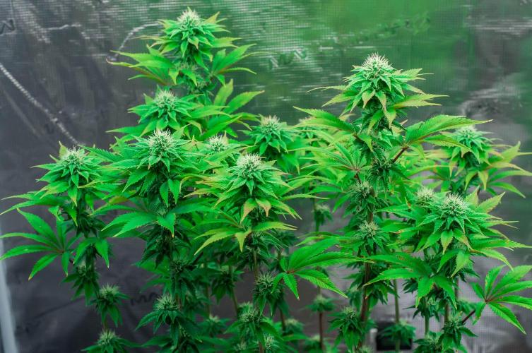 Black Cherry Gushers. Week 9