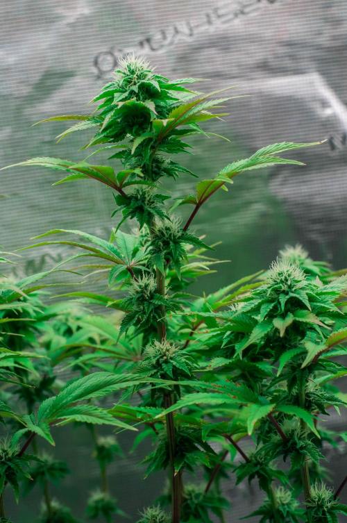 Black Cherry Gushers. Week 9