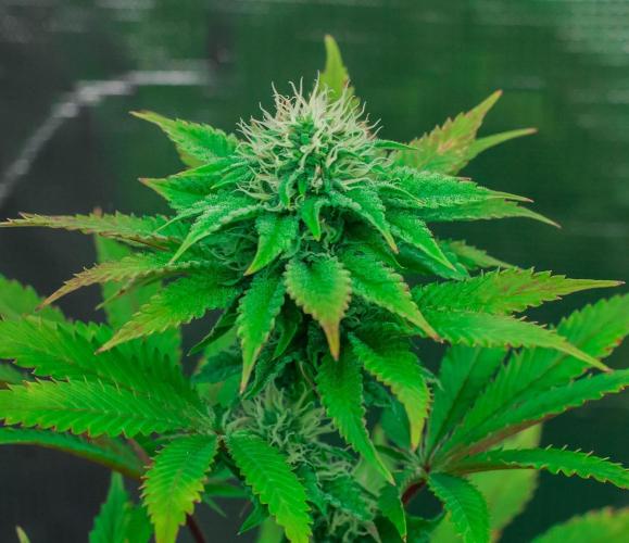 Black Cherry Gushers. Week 9