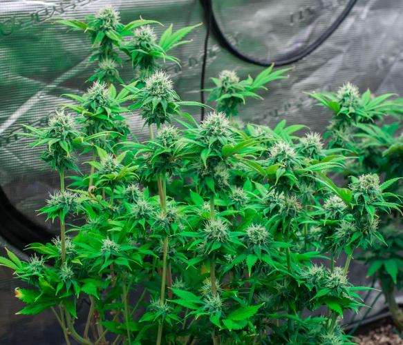Blue Zushi. Week 9
