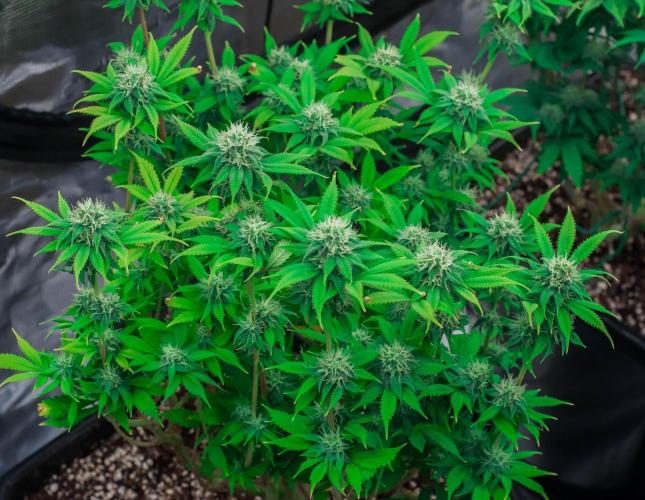 Blue Zushi. Week 9