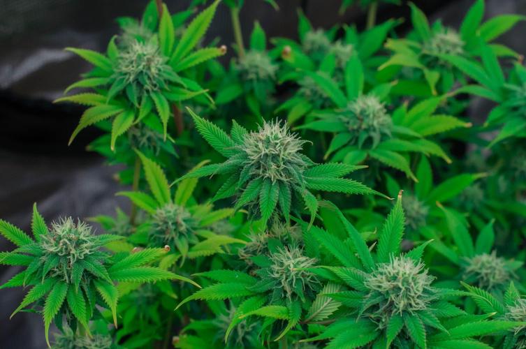 Blue Zushi. Week 9