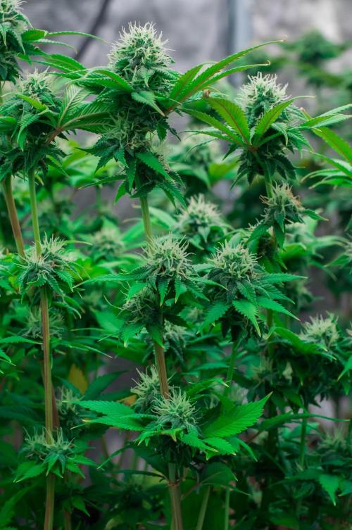 Blue Zushi. Week 9