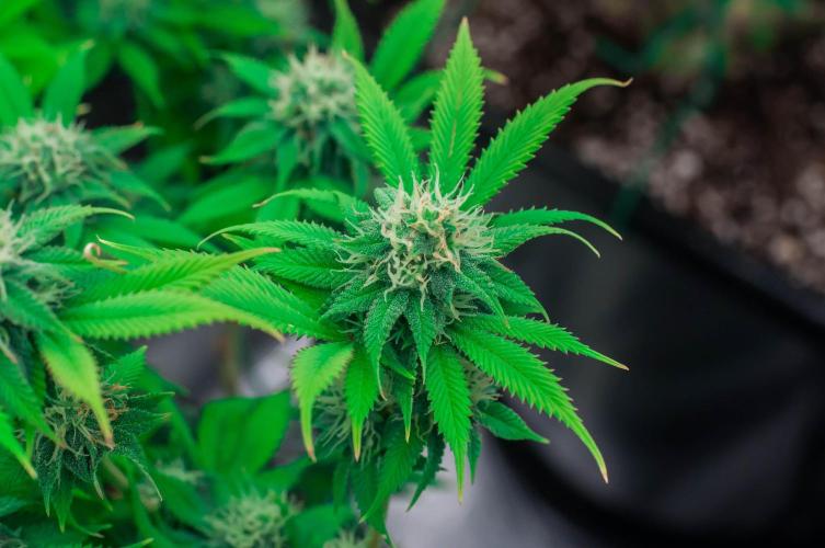 Blue Zushi. Week 9