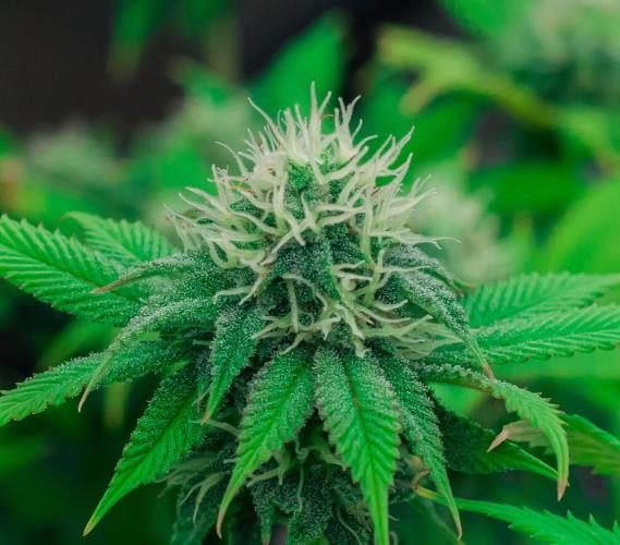 Blue Zushi. Week 9