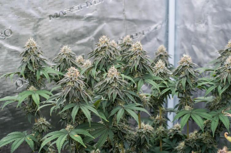 Papaya Frosting. Week 10
