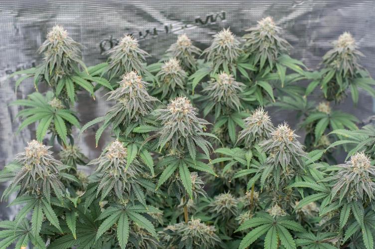 Papaya Frosting. Week 10