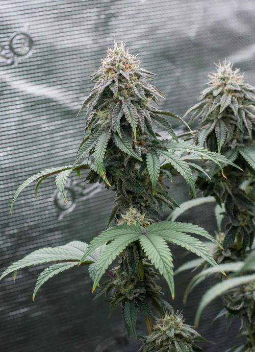 Papaya Frosting. Week 10