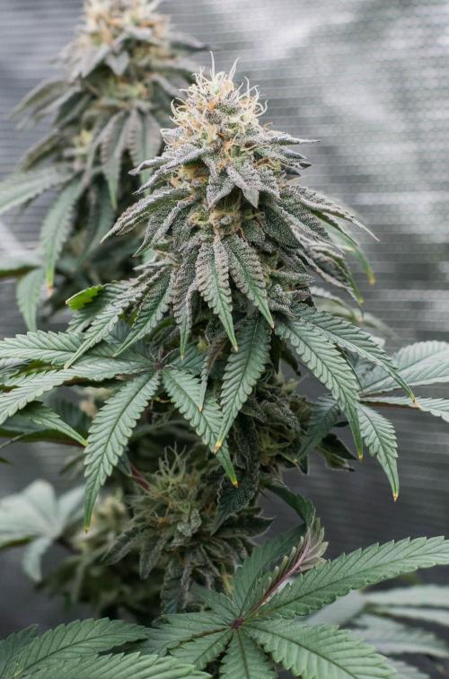 Papaya Frosting. Week 10