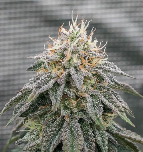 Papaya Frosting. Week 10