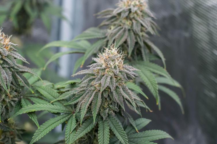 Papaya Frosting. Week 10