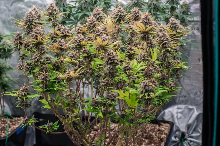 Red Hot Cookies. Week 10