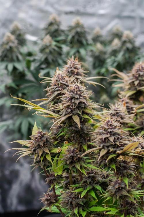 Red Hot Cookies. Week 10