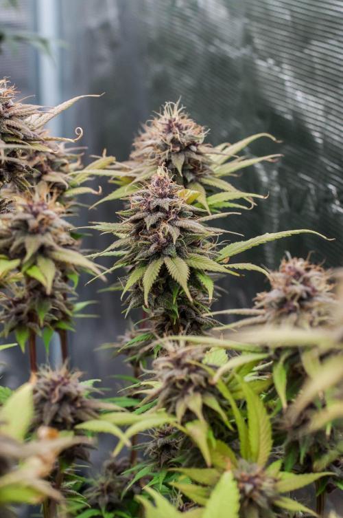 Red Hot Cookies. Week 10