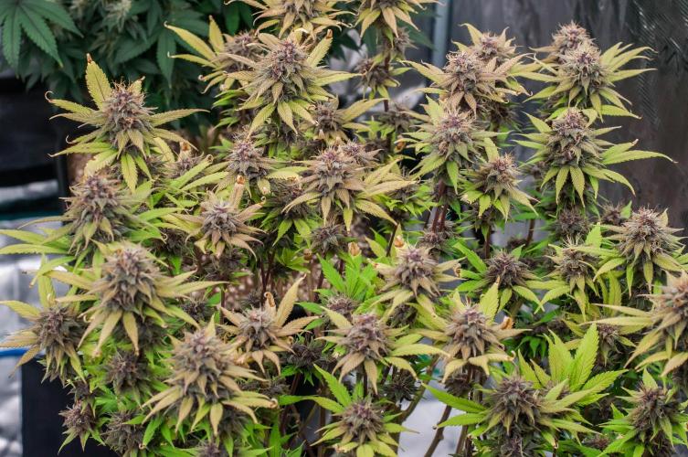 Red Hot Cookies. Week 10