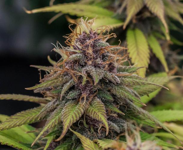 Red Hot Cookies. Week 10