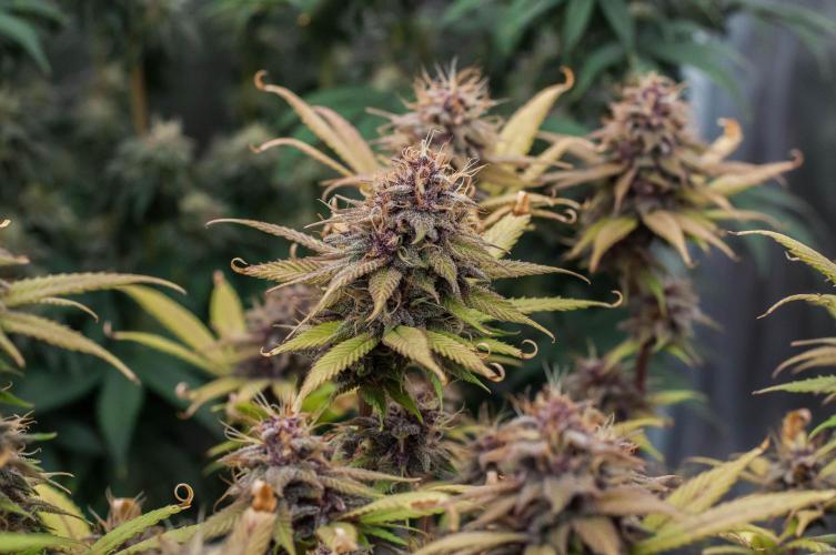 Red Hot Cookies. Week 10