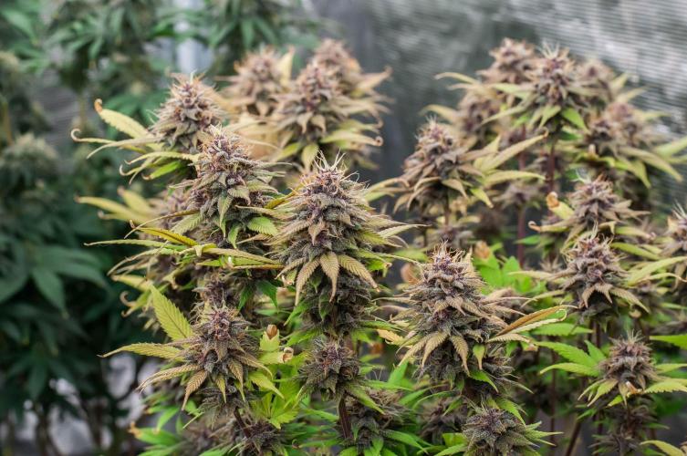 Red Hot Cookies. Week 10