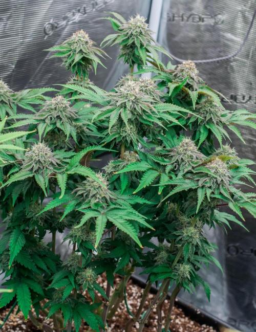 Jelly Breath S1. Week 10