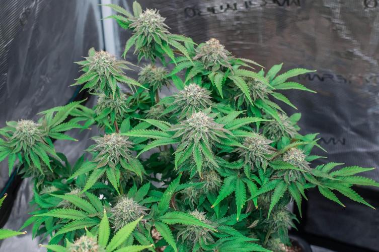 Jelly Breath S1. Week 10