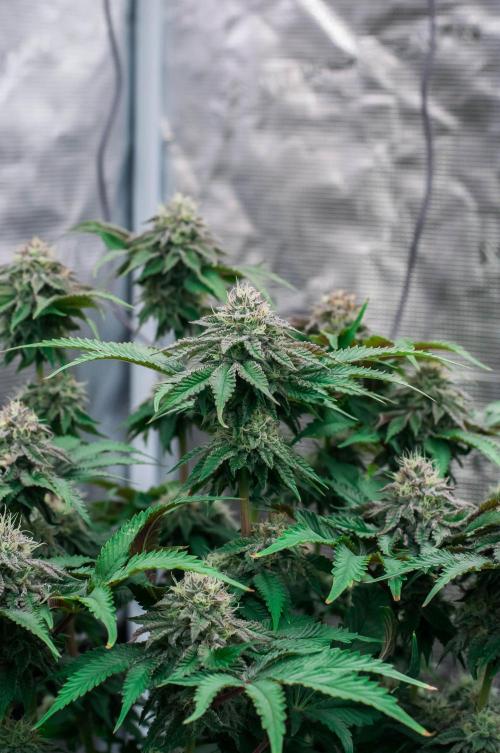 Jelly Breath S1. Week 10