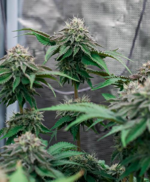 Jelly Breath S1. Week 10