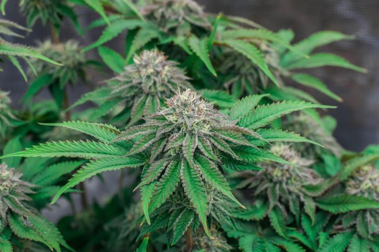 Jelly Breath S1. Week 10
