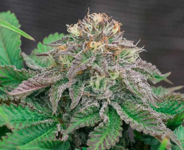 Jelly Breath S1. Week 10