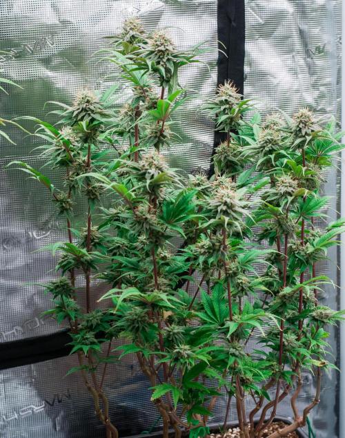 Jelly Donutz. Week 10
