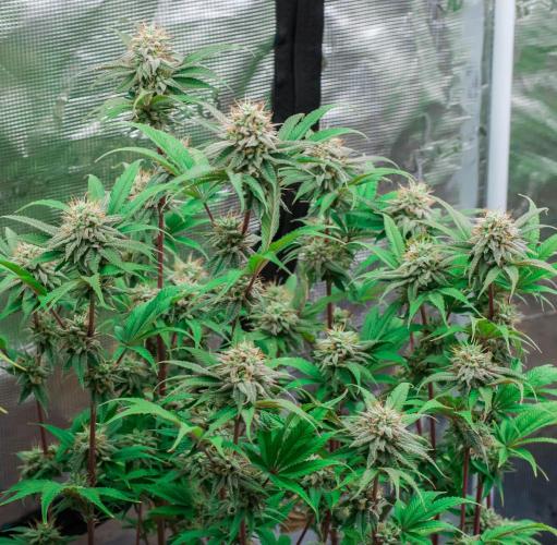 Jelly Donutz. Week 10