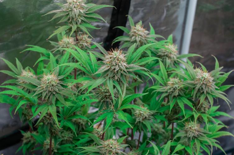 Jelly Donutz. Week 10