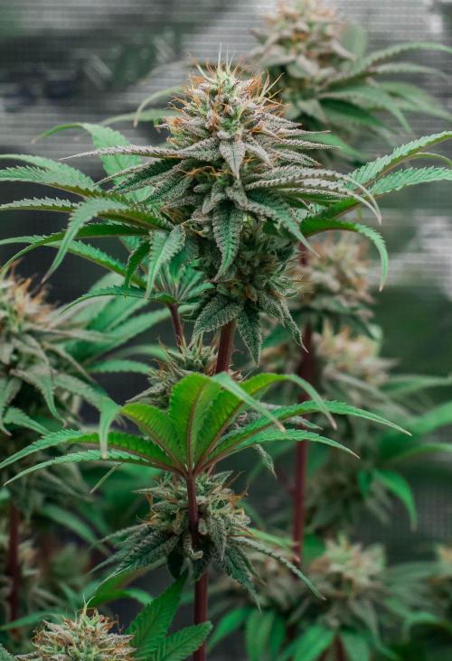 Jelly Donutz. Week 10