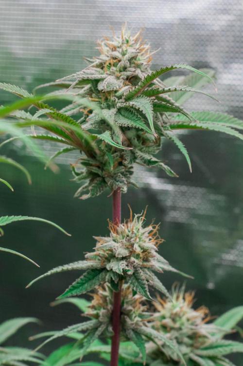 Jelly Donutz. Week 10