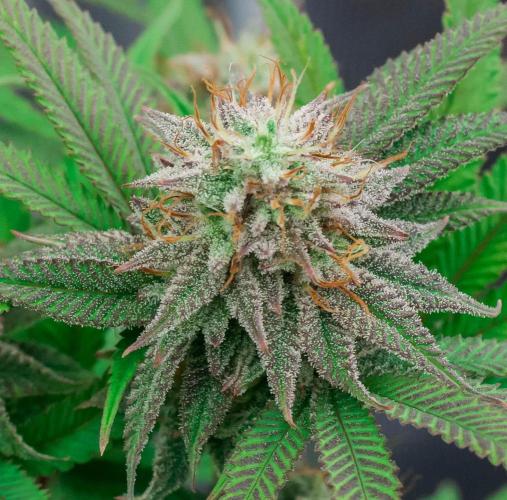 Jelly Donutz. Week 10