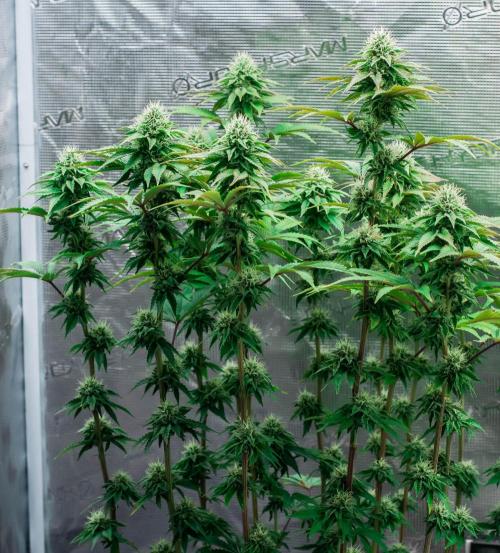 Black Cherry Gushers. Week 10