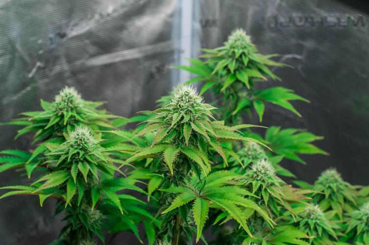 Black Cherry Gushers. Week 10