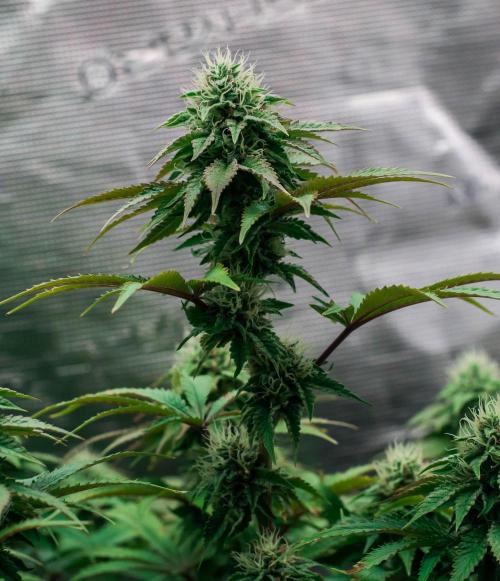 Black Cherry Gushers. Week 10