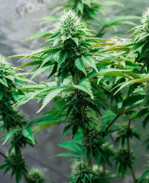 Black Cherry Gushers. Week 10