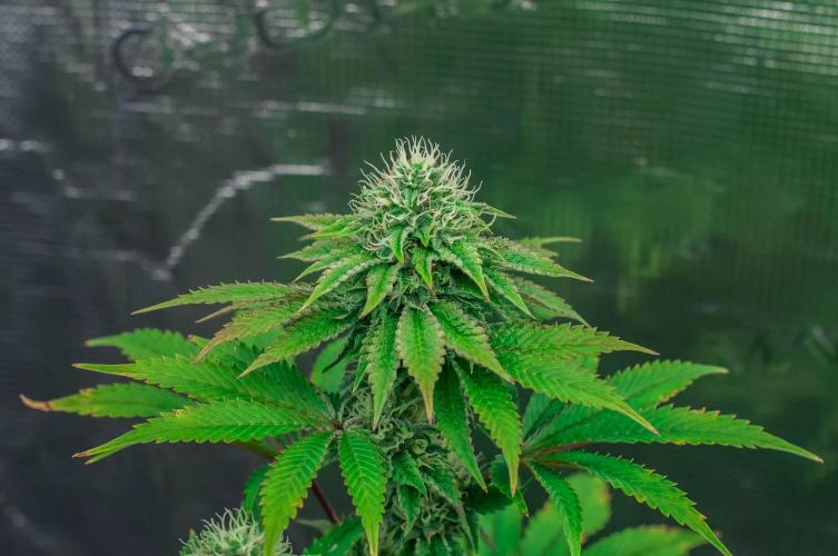 Black Cherry Gushers. Week 10