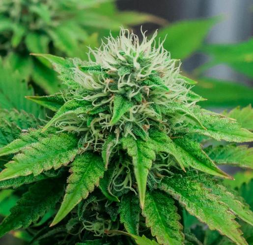 Black Cherry Gushers. Week 10