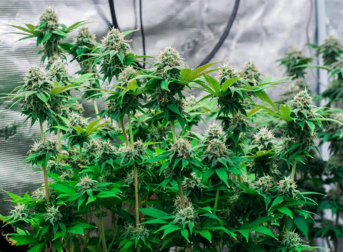 Blue Zushi. Week 10