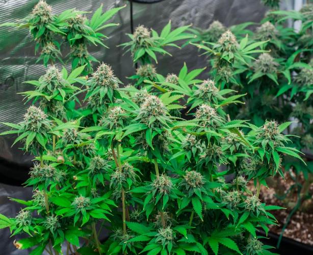 Blue Zushi. Week 10