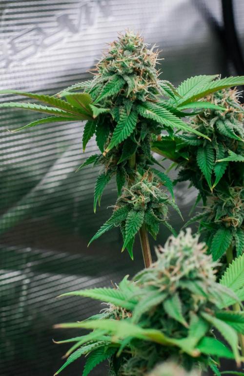 Blue Zushi. Week 10