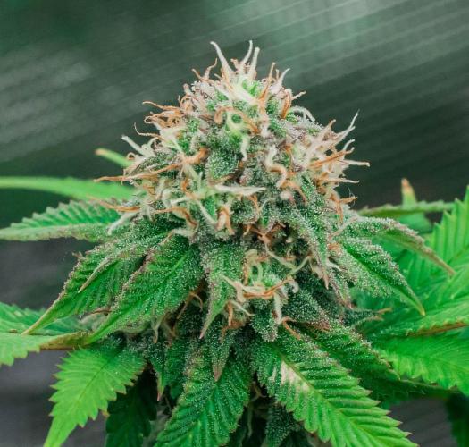 Blue Zushi. Week 10
