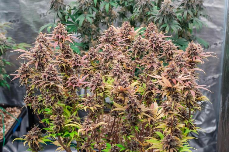 Red Hot Cookies. Week 11