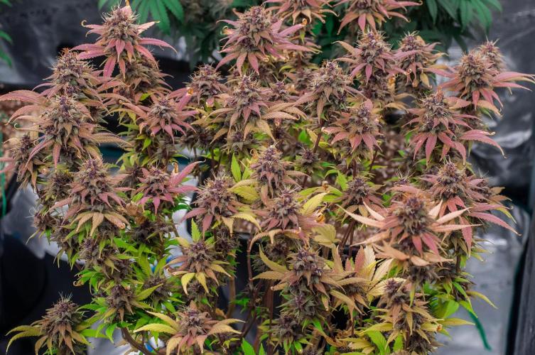 Red Hot Cookies. Week 11