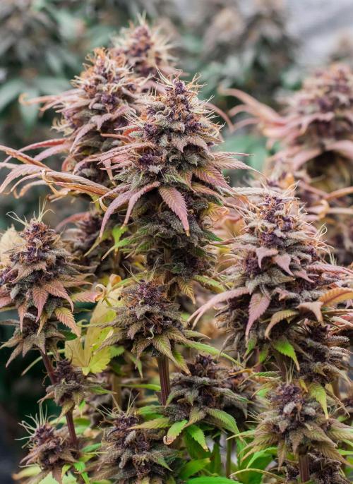 Red Hot Cookies. Week 11