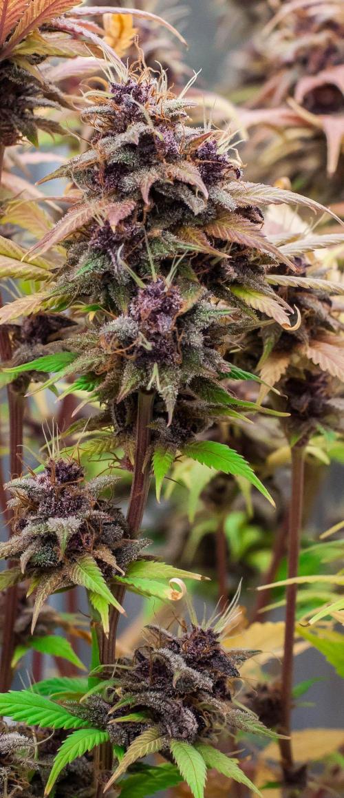 Red Hot Cookies. Week 11