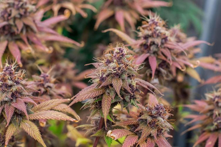 Red Hot Cookies. Week 11